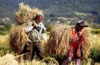 نبرد نابرابر کیوی و برنج در شالیزارهای تالش