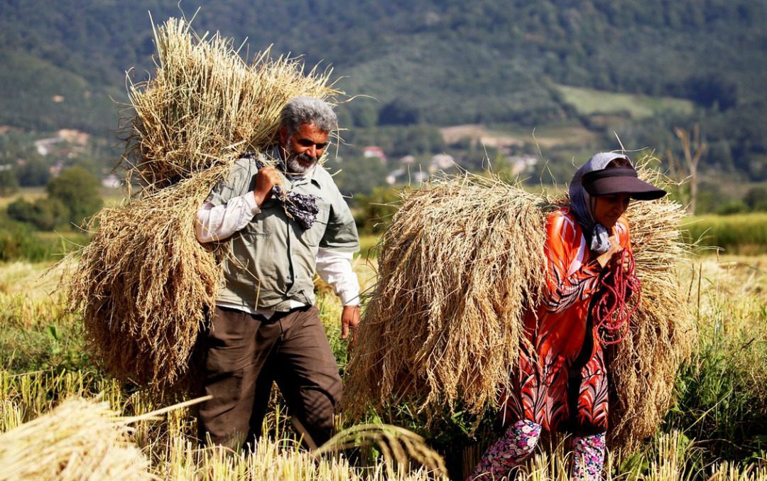 نبرد نابرابر کیوی و برنج در شالیزارهای تالش