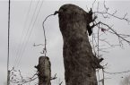 حواشی قطع و سربرداری درختان خطر آفرین در صحن شورای شهر تالش