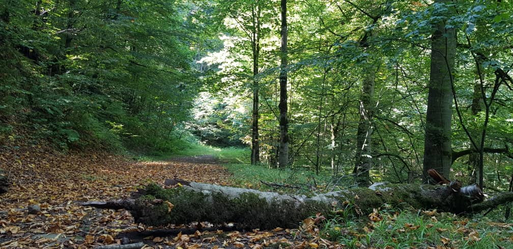 چراغ سبز منابع طبیعی به غارت جنگل های کوهستانی بر اثر عدم برنامه ریزی جهت گرداوری درختان باد افتاده و ریشه کن