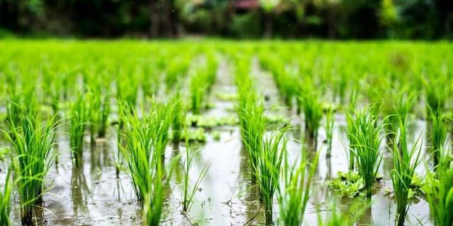 کشت قراردادی برنج در ۲۰ هکتار از شالیزارهای گیلان در انتظار ابلاغ
