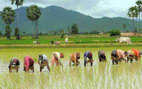برنجکاری قراردادی؛ حمایت از شالیکار و حذف دلالی