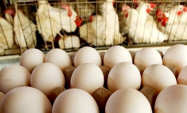 نرخ مرغ کاهشی شد/ تخم مرغ در مناطق مرزی ارزان‌تر از بازار داخل