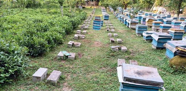 کلاف سردرگم تلفات زنبورهای عسل در رضوانشهر