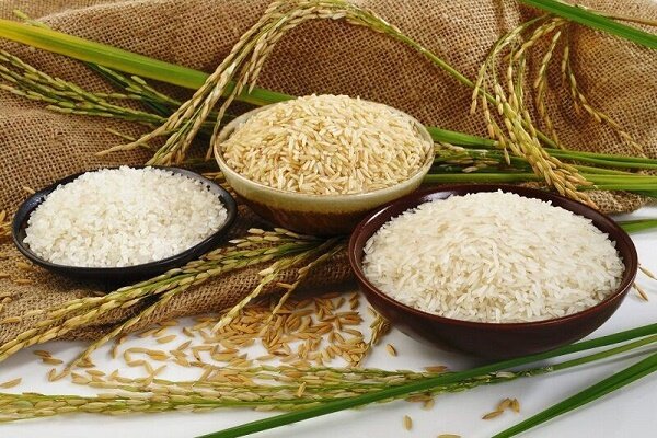 رصد بازار فروش برنج برای جلوگیری از ضرر کشاورزان گیلان