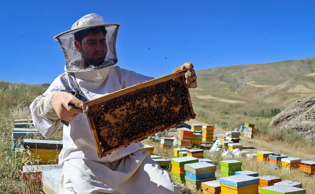 افزایش ۱۰ درصدی تولید عسل تابستانه در گیلان