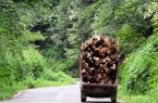 قاچاق چوب در صدر تخلفات منجر به جریمه
