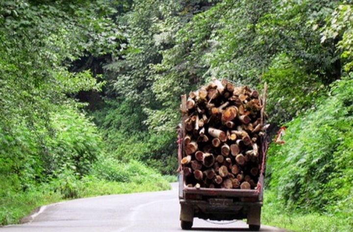 قاچاق چوب در صدر تخلفات منجر به جریمه