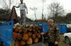 رییس شورای روستا در حال قاچاق چوب بازداشت شد