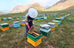 سرشماری کلنی‌های زنبور عسل در گیلان