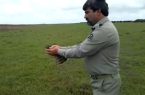 نجات پرنده شکاری نادر در گیلان