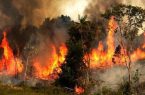 آتش در جنگل های هیرکانی گیلان همچنان شعله‌ور است