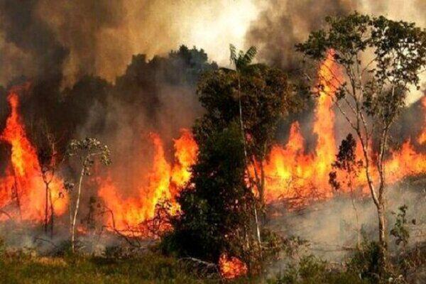 آتش در جنگل های هیرکانی گیلان همچنان شعله‌ور است