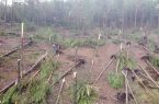 اجرای طرح «خروج درختان شکسته و افتاده از جنگل‌ها» چه منطقی دارد؟