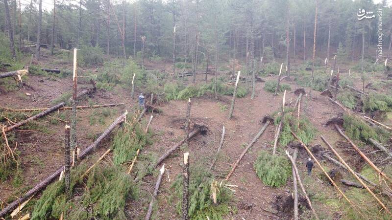 اجرای طرح «خروج درختان شکسته و افتاده از جنگل‌ها» چه منطقی دارد؟