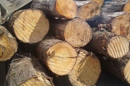 کشف ۱۲ تن چوب جنگلی قاچاق در رضوانشهر