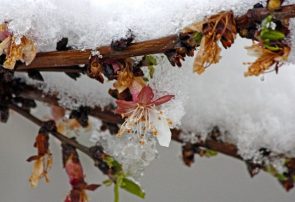 نفوذ توده هوای سرد و تنش دمایی در استان‌های ساحلی دریای خزر/ احتمال خسارت به شکوفه‌های درختان