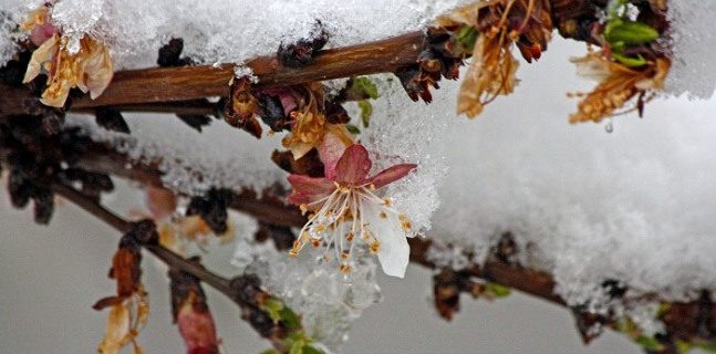 نفوذ توده هوای سرد و تنش دمایی در استان‌های ساحلی دریای خزر/ احتمال خسارت به شکوفه‌های درختان