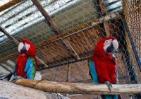 مهلت یک هفته‌ای محیط زیست برای رفع نواقص باغ پرندگان زینتی در آستارا