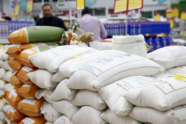 دپوی ۵۰۰ هزار تن برنج در استان های شمالی / دولت پولی برای خرید برنج از کشاورزان ندارد