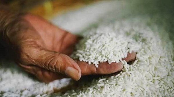 دولت با واردات بی رویه برنج به تولید داخلی کشور ضربه جبران ناپذیری را وارد کرد