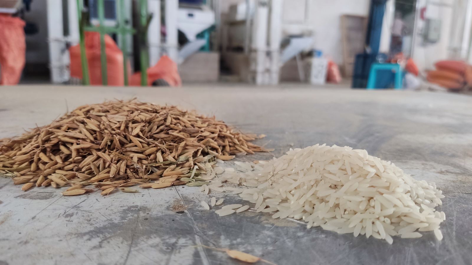 نرخ تبدیل هر کیلو شلتوک به برنج سفید در شالیکوبی‌ها اعلام شد