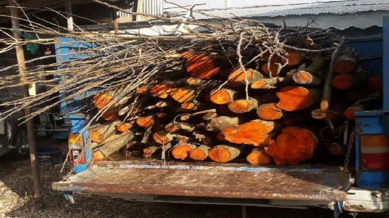 توقیف ۱۵ تن چوب قاچاق در صومعه‌سرا