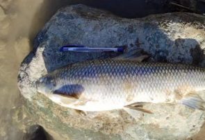جزئیات صید غیرمجاز ماهی با برق در گیلان