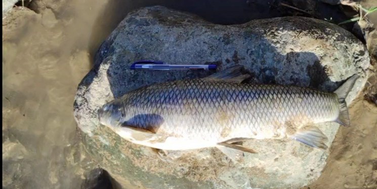 جزئیات صید غیرمجاز ماهی با برق در گیلان