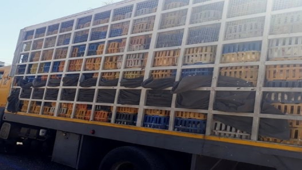 توقیف ۱۰ کامیون مرغ زنده بدون مجوز در صومعه سرا