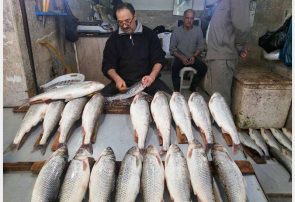 قیمت ماهی نجومی شد / ماهی سفید کیلویی ۸۰۰ هزار تومان!
