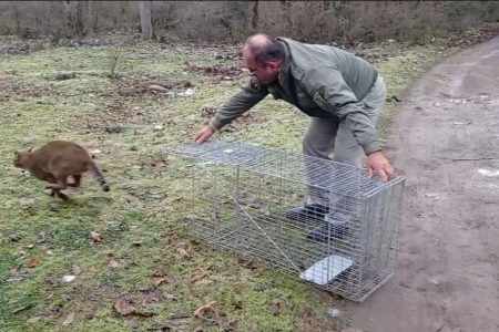 نجات یک قلاده گربه جنگلی از تله‌های سیمی در ماسال