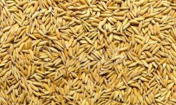 هزار و ۵۶۷ تن بذر گواهی شده برنج بین شالیکاران گیلانی توزیع می شود