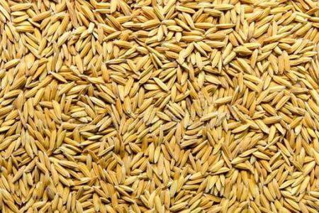 بیش از هزار و ۲۰۰ تن بذر اصلاح شده برنج در گیلان توزیع شد