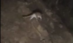 ثبت تصویر پلنگ ایرانی در تالش
