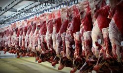 فروش گوشت کیلویی۷۰۰ هزار تومان سودجویی است/ مناسب بودن عرضه دام در بازار
