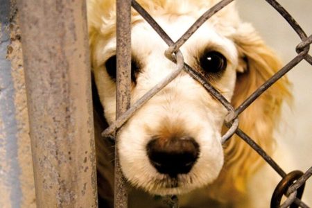 محکومیت فرد حیوان آزار در رضوانشهر به یک سال کار، حمایت و تیمار در قبال حیوانات