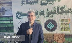 قیمت بذر نشاء کاهش یافت
