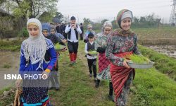 زمین‌های کشاورزی گیلان حفظ شود + تصاویر