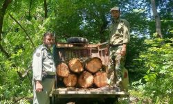 قاچاقچیان چوب در تالش دستگیر شدند