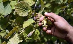 پیش‌بینی برداشت ۱۲۶ تن فندق از باغات شهرستان تالش