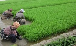 کشت دوم یکی از راهکارهای افزایش درآمد کشاورزان گیلان