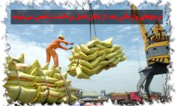 برنج‌های وارداتی بعد از پایان فصل برداشت ترخیص می‌شوند