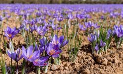 کاشت ۱۷۷ کیلوگرم زعفران از باغات گیلان