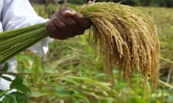 در حال حاضر اصلا نیاز به واردات برنج نداریم