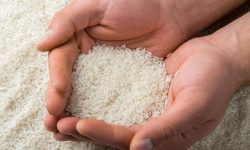 تعادل بازار برنج در مهرماه | نیازی به واردات نداریم