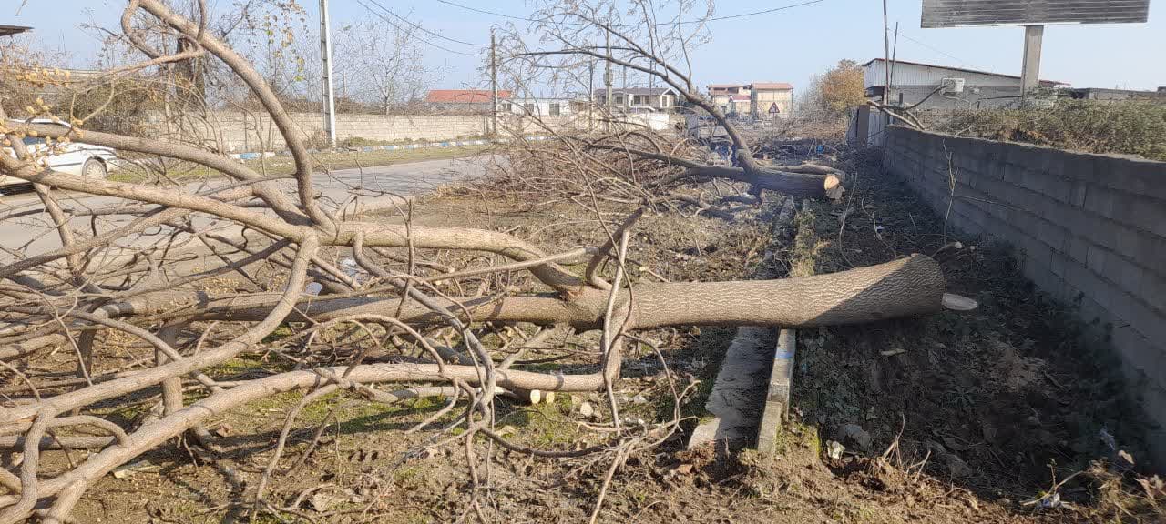 درخت پائولونیا در شهرستان تالش