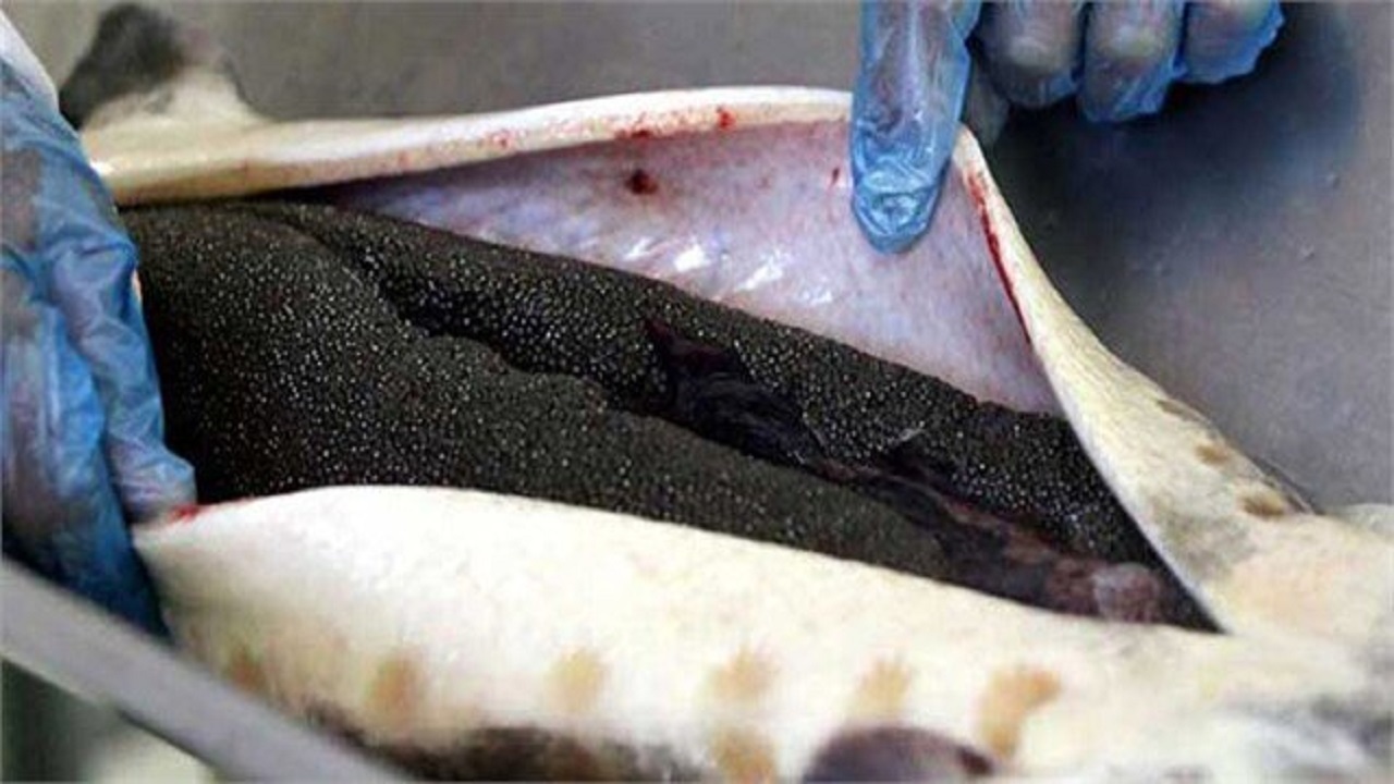 پرورش ماهیان خاویاری