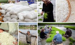 بازار برنج ؛ جولانگاه احتکارگران و انحصارگران