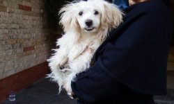 کفشِ سگ را یک میلیون و ۷۲۰ هزار تومان قیمت گذاشته اند/ افزایش گرایش به حیوانات بجای فرزند، فروپاشی اجتماعی است